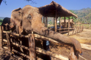 12 - Centre de réhabilitation pour éléphants à Chiang Mai